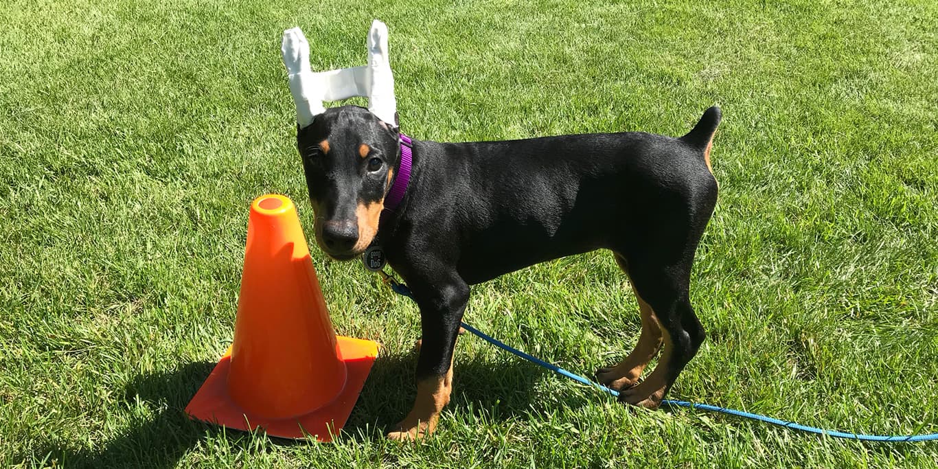 A dog sitting.