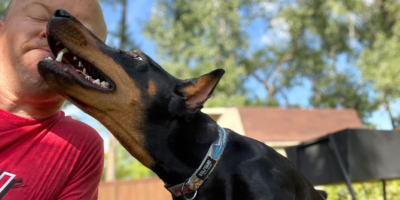 A dog sitting.